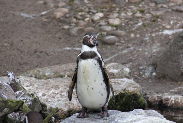 tipps-und-stimmen-zum-penguin-ranking-update-von-google-gif-bilder-de-blog